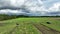 OLOMOUC, CZECH REPUBLIC, SEPTEMBER 20, 2022: Pumpkin harvest hokkaido drone aerial red kuri squash pile bio farm people
