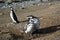 Ð¡olony of Magellanic penguins