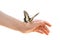 ï¿½olor butterfly on child`s hand isolate on white background