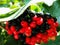 Ð¡olorful berries on a beautiful shrub