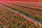 Olorful Dutch pink tulips blooming in a flower field and a windmill