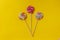 Ð¡olorful lollipop on a yellow background.