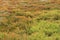 olorful Suaeda, Common Glasswort, Salt meadow, Salt tolerant plants in salt marsh, Australia