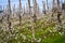 Oltrepo Pavese springtime vineyards. Color image
