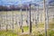 Oltrepo Pavese springtime vineyards. Color image