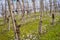 Oltrepo Pavese springtime vineyards. Color image