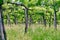 Oltrepo springtime vineyards. Color image