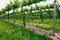 Oltrepo springtime vineyards. Color image