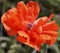 An Olympia Orange Oriental Poppy, or Papaver orientale