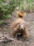 Olympic Marmot Approaching