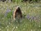 Olympic Marmot Standing Up