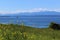 Olympic mountain range and Puget Sound view across a field on Whidbey Island