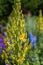 Olympic mullein healing plant (Verbascum)