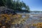 Olympic Peninsula Shoreline 3