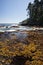 Olympic Peninsula Shoreline