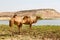 in oman camel empty quarter of desert a free dromedary near the