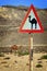 Oman: Camel Warning with real camel