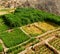 in oman the cultivation of rice plant nature and color hill