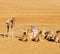 in oman empty quarter of desert a free dromedary near the sky