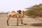 Oman, free walking camel near the street, beautiful barren landscape of mountains