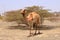 Oman, free walking camel near the street, beautiful barren landscape of mountains