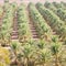 in oman garden and the cultivation of palm fruit from high