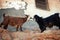 Oman: Goat buddies