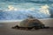 Oman: Green Turtle