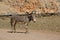 Oman, Musandam, Gulf of Oman, ancient Village of Haffa. Donkey on the beach