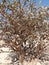 Oman, Salalah, incense cultivation, view of a tree, incense shrub