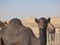 Oman, Salalah, meeting with a black camel in the desert.