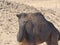 Oman, Salalah, meeting with a black camel in the desert.