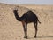 Oman, Salalah, meeting with a black camel in the desert.