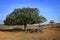 Oman: Trees in Dhofar