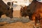 Omani Bulls fighting