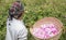 Omani man with rose petals to make rose water that is used as traditional medicine; cosmetics; food ingredient in Oman