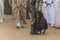 OMDURMAN, SUDAN - MARCH 8, 2019: Sufi Whirling Dervish during the traditional Friday religious ceremony at Hamed al Nil