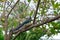 Ometepe Island bird in Nicaragua