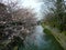 Omihachiman Moat In Spring, Sakura Begin To Bloom