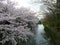 Omihachiman Moat In Spring, Sakura Full Bloom