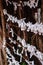 Omikuji fortunes paper tied to rope fence for good luck, Japan