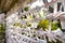 the Omikuji sheets that predict one\\\'s future outside a temple in Tokyo, Japan