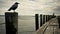 Ominous Crow Perched On Old Pier: A Captivating Photo