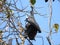 Ominous flying dogs in Sri Lanka sit in the trees on a clear day against the blue sky