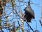 Ominous flying dogs in Sri Lanka sit in the trees on a clear day against the blue sky