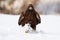Ominous golden eagle walking on meadow in winter nature.