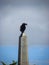 An ominous looking crow holding some fluffs on its beak probably for nesting