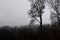 Ominous Silhouetted Tree on a Cold Foggy Morning