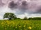 Ominous storm clouds and canola fields