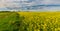 Ominous storm clouds and canola fields